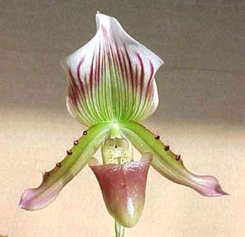 Paphiopedilum callosum 